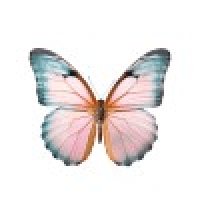 Pink Gossip logo